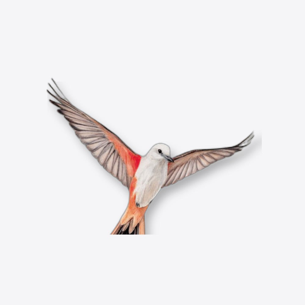 Devir Juego de mesa wingspan (imagen 3 de 6)