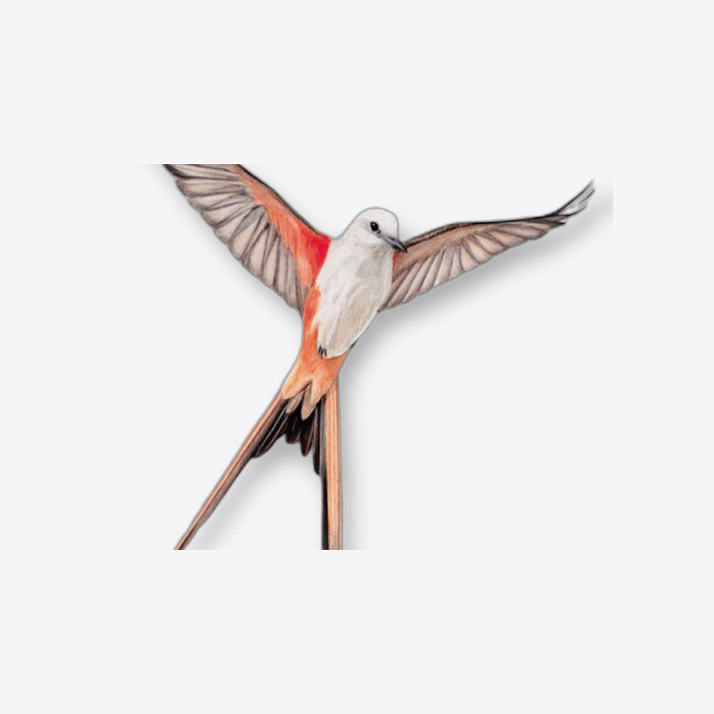 Devir Juego de mesa wingspan (imagen 5 de 6)