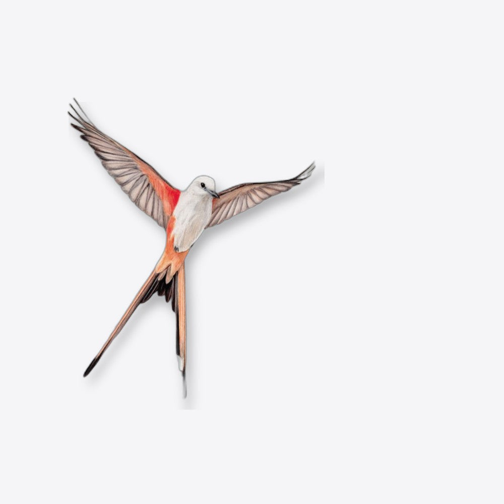 Devir Juego de mesa wingspan (imagen 6 de 6)